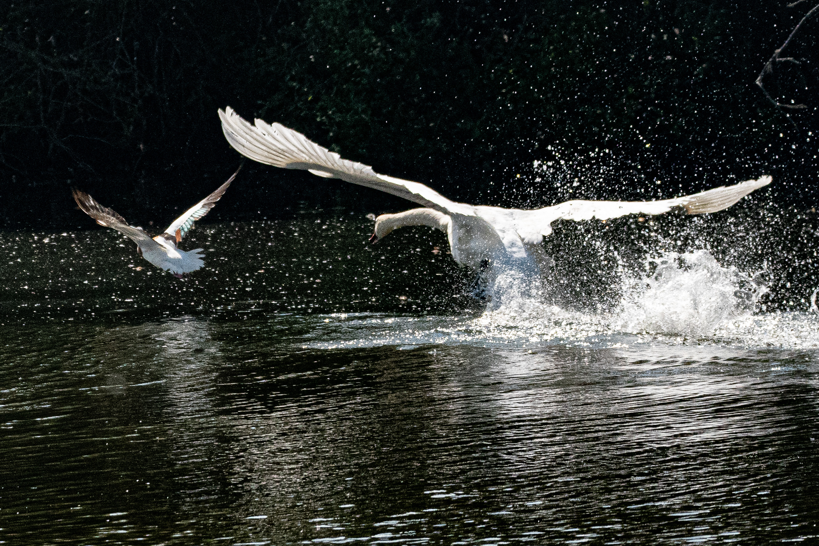 La fureur du  cygne: Cygne  tuberculé mâle (Cygnus olor) dont les cygnons viennent de naitre chassant du dépôt 54 un Tadorne de Belon (Tadorna tadorna) venu ravitailler ses propres jeunes. Dépôt 54 de la Réserve naturelle de Mont-Bernanchon, Hauts de France.